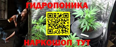 шишки Донской